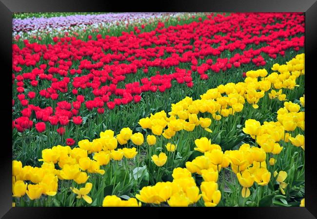 Amsterdam tulips. Framed Print by Dr.Oscar williams: PHD