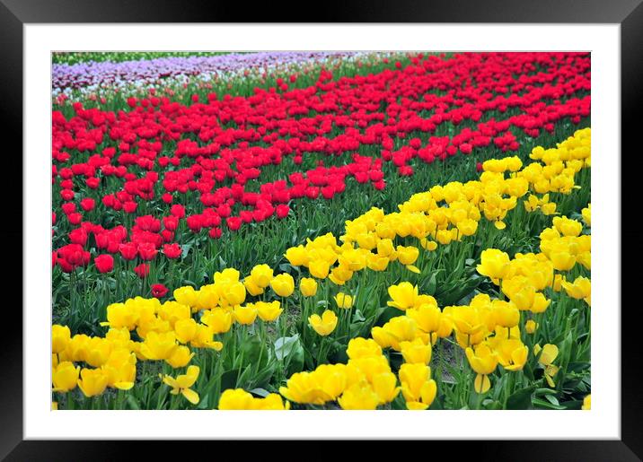 Amsterdam tulips. Framed Mounted Print by Dr.Oscar williams: PHD