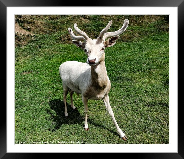 A majestic white deer  on a lush green field Framed Mounted Print by Paddy 