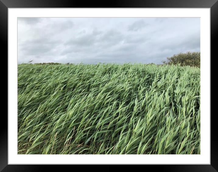 Sea Grass in the wind  Framed Mounted Print by Paddy 