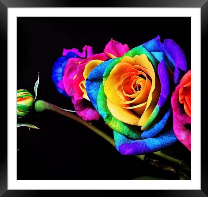 A stunning rainbow rose with a black back ground  Framed Mounted Print by Paddy 