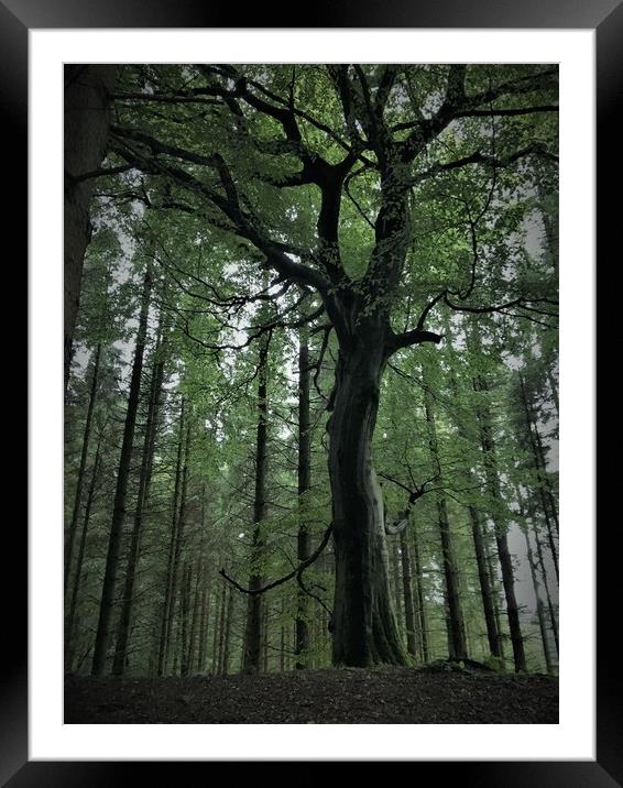 a tree that standsout  Framed Mounted Print by Paddy 