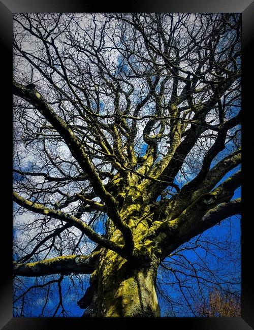 Tree under a Blue Sky Framed Print by Paddy 
