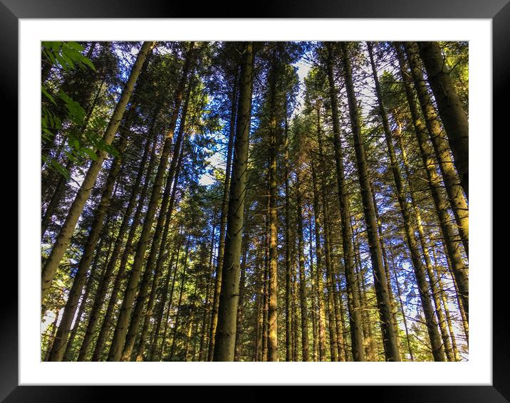Trees standing tall  Framed Mounted Print by Paddy 
