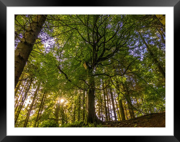 The tree of all trees  Framed Mounted Print by Paddy 