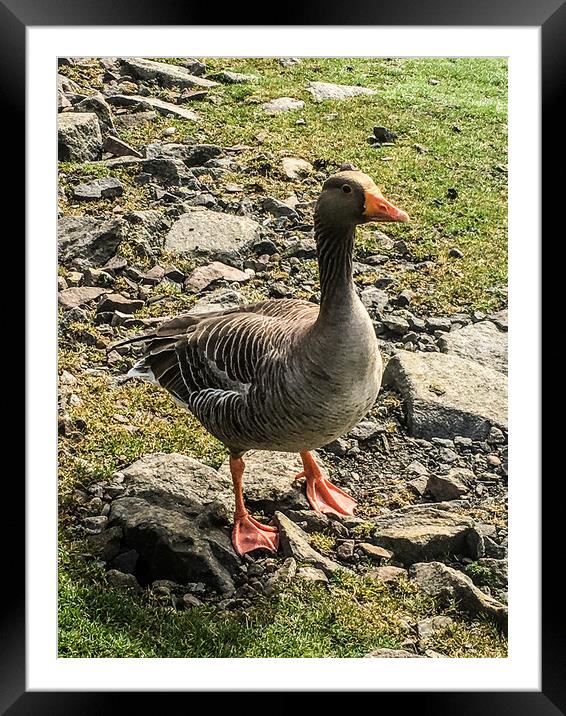 The wandering duck  Framed Mounted Print by Paddy 