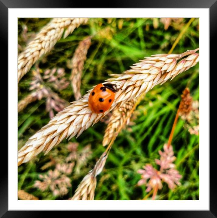 Plant leaves Framed Mounted Print by Paddy 