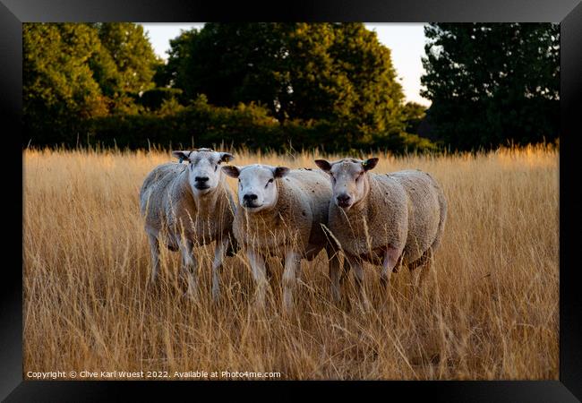 We three sheep Framed Print by Clive Karl Wuest