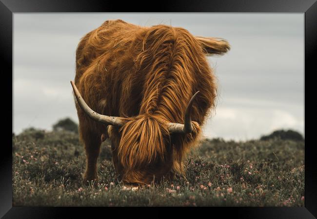 Highland Cow - New Forest Heather Framed Print by Matt Mears