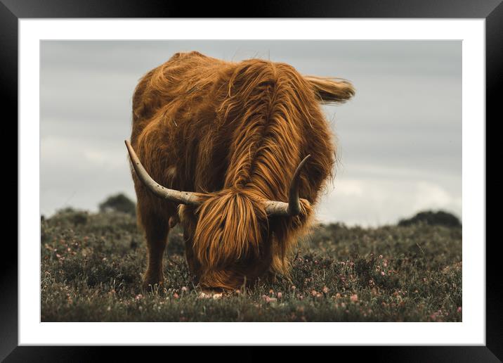 Highland Cow - New Forest Heather Framed Mounted Print by Matt Mears