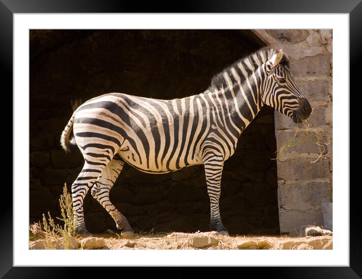 Zebra Framed Mounted Print by Mikhail Pogosov