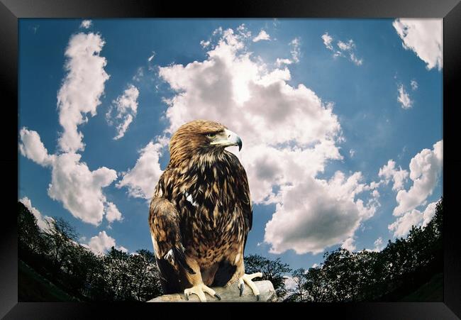 Mountain eagle. Framed Print by Mikhail Pogosov