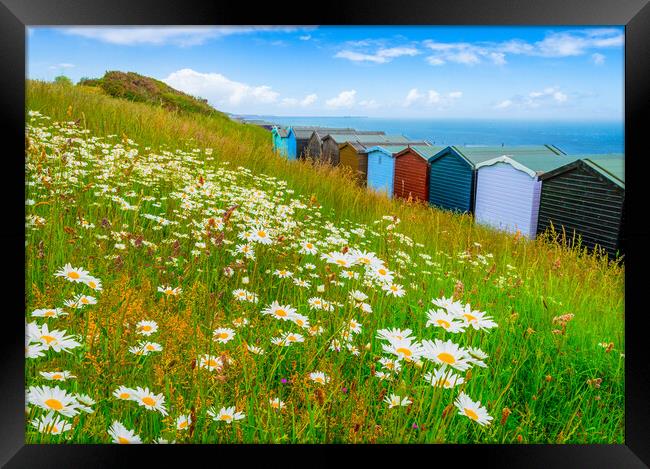 Summer daisies by the sea at Frinton-on-Sea Framed Print by Paula Tracy