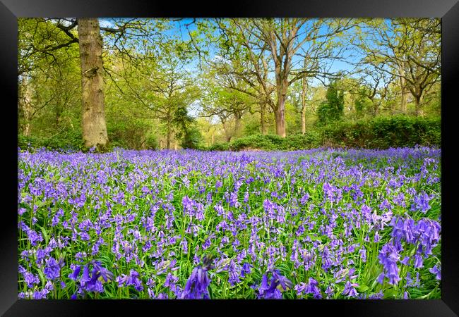 Beautiful bluebells at Weeley woods Framed Print by Paula Tracy
