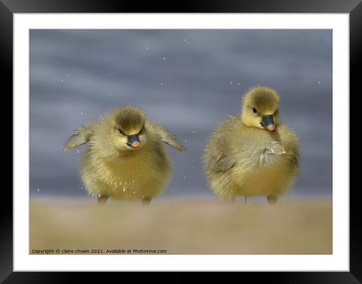 Cheeky Little Goslings  Framed Mounted Print by claire chown