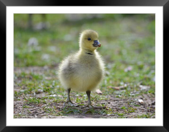 Fluffy greylag gosling  Framed Mounted Print by claire chown