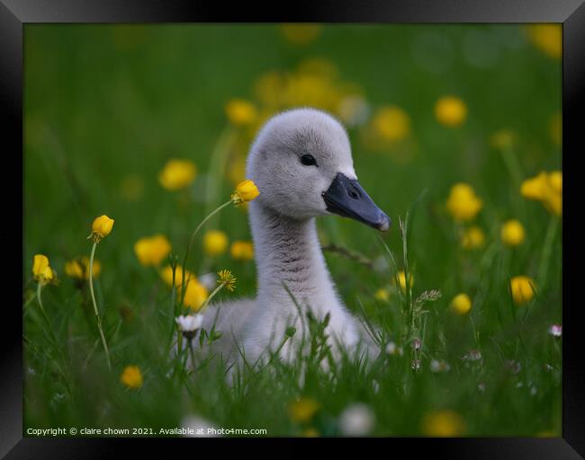 Cygnet Amongst Buttercups  Framed Print by claire chown