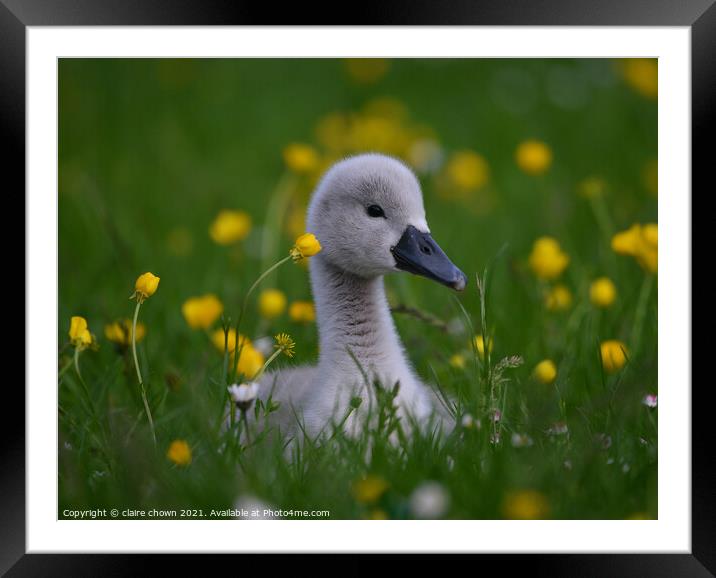 Cygnet Amongst Buttercups  Framed Mounted Print by claire chown