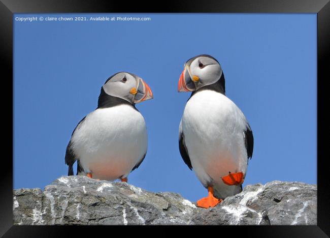 Happy Feet Framed Print by claire chown