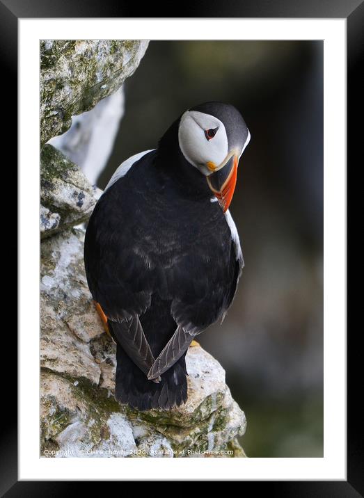 Puffin on cliff edge Framed Mounted Print by claire chown