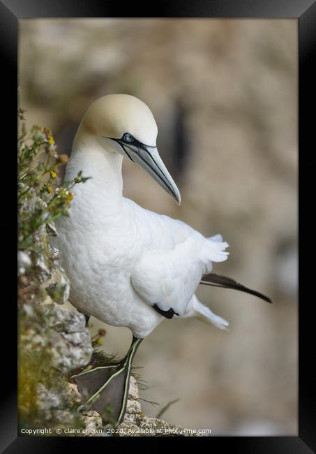 Lone northern Gannet on Cliff Side Framed Print by claire chown