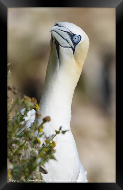 Portrait of a Northern Gannet Framed Print by claire chown