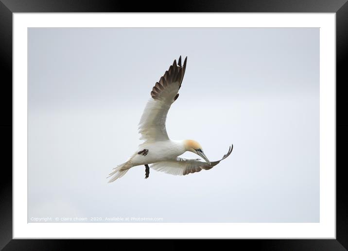 Northern Gannet hovering Framed Mounted Print by claire chown