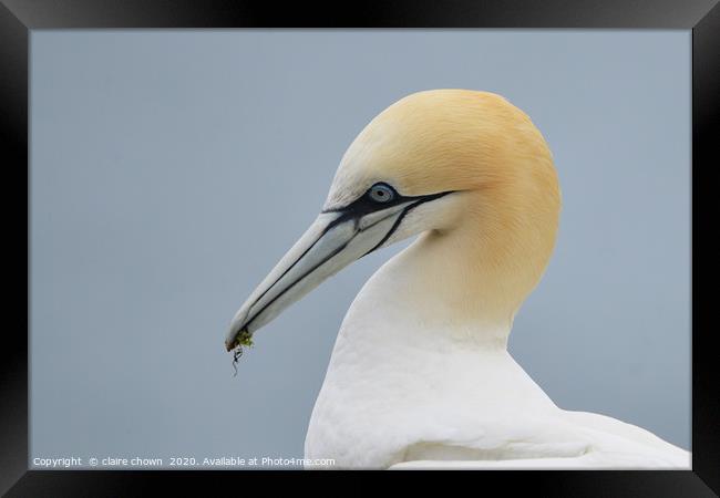 Portrait of a Northern Gannet Framed Print by claire chown
