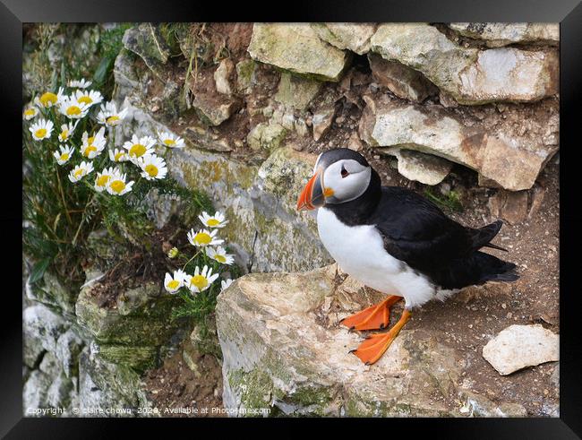 Puffin on cliff side with daisies Framed Print by claire chown