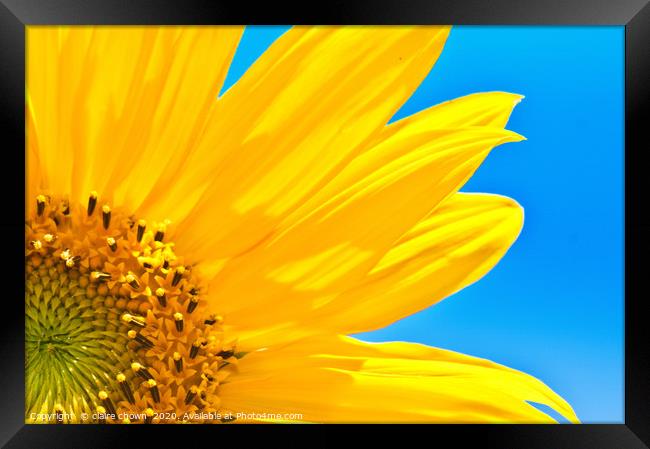 Sunflower Framed Print by claire chown