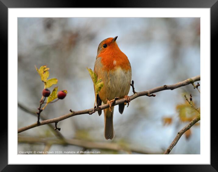 Robin in late autumn afternoon. Framed Mounted Print by claire chown