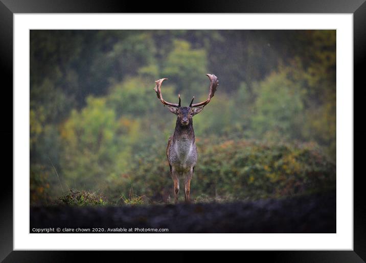 Autumn buck in the rain. Framed Mounted Print by claire chown