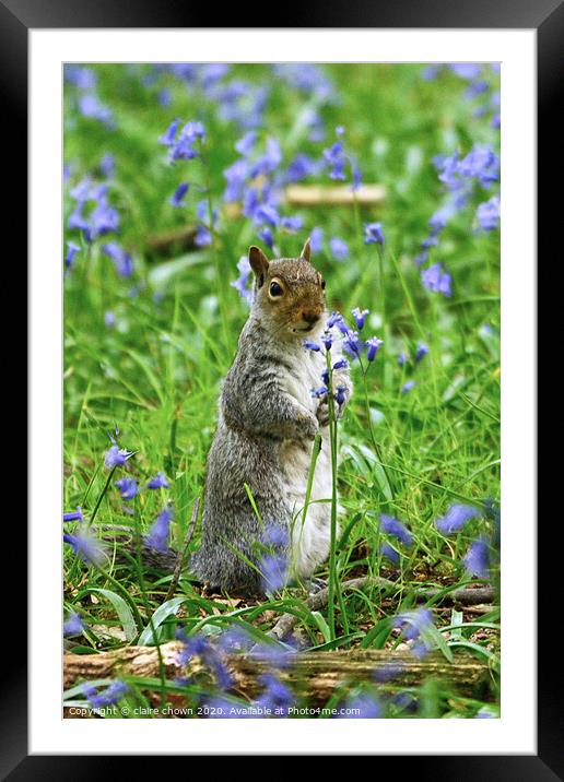 Squirrel Amongst the Bluebells Framed Mounted Print by claire chown