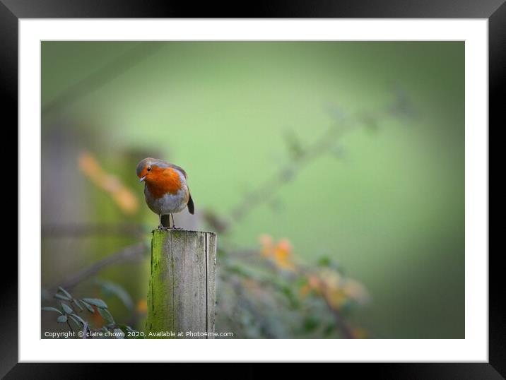 Thoughtful Robin Framed Mounted Print by claire chown