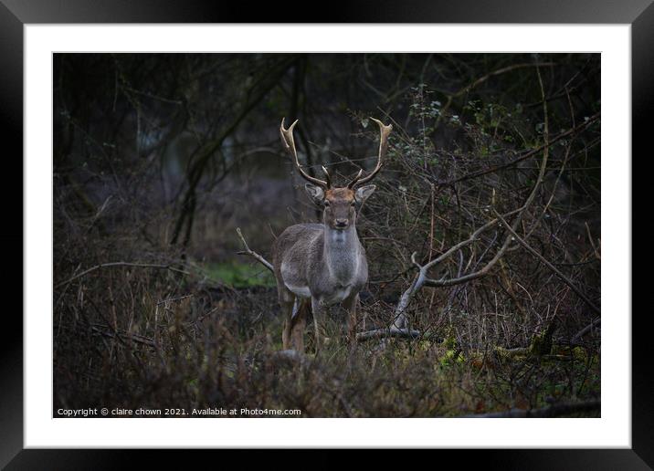 Fallow buck in the woods Framed Mounted Print by claire chown