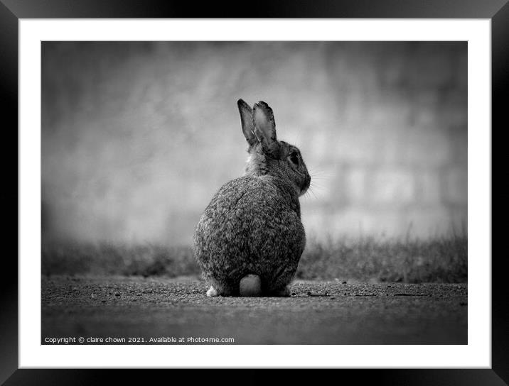 Wild Rabbit in monochrome  Framed Mounted Print by claire chown