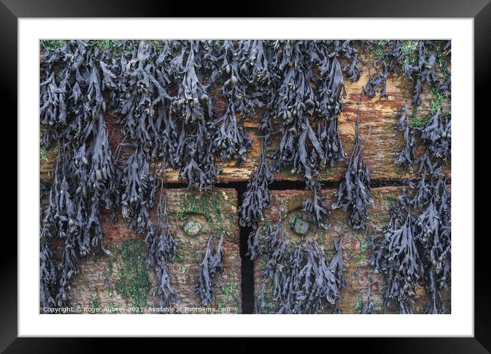 Hanging Seaweed on Wooden Sea break Framed Mounted Print by Roger Aubrey