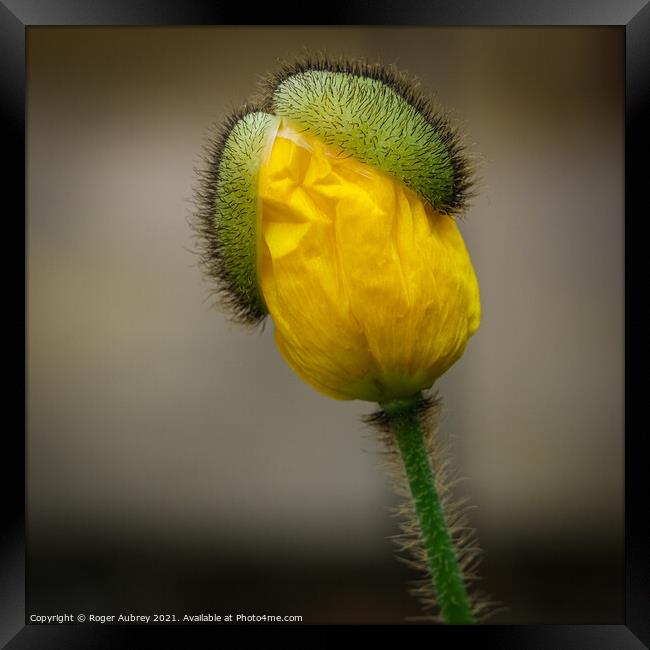 Yellow poppy opening up Framed Print by Roger Aubrey