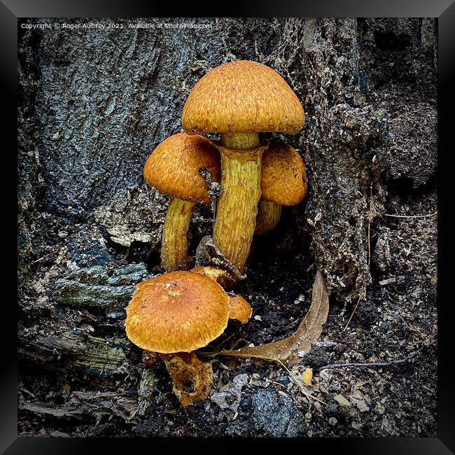 Fungi on a tree trunk  Framed Print by Roger Aubrey