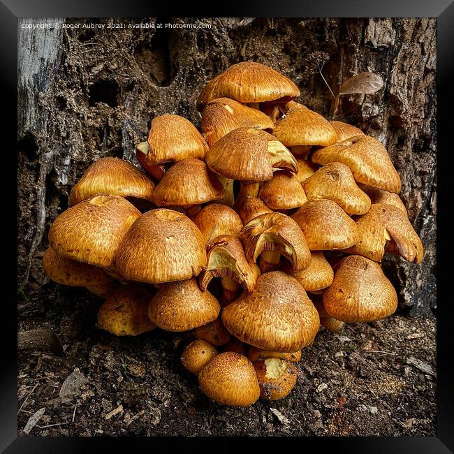 Bright orange fungi on a decaying tree trunk  Framed Print by Roger Aubrey