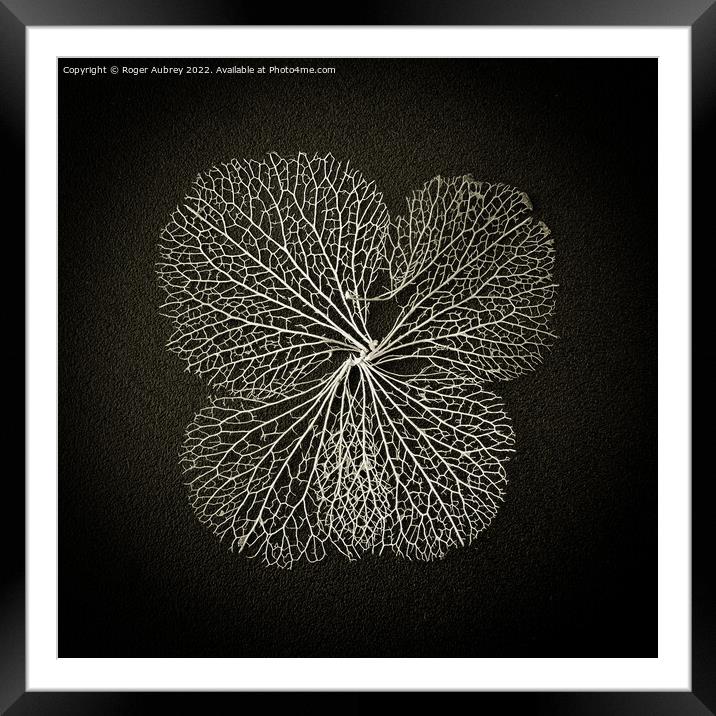 Hydrangea lace petal Framed Mounted Print by Roger Aubrey
