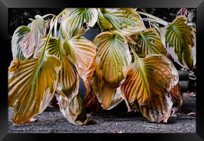 Fading Hosta Leaves Framed Print by Roger Aubrey