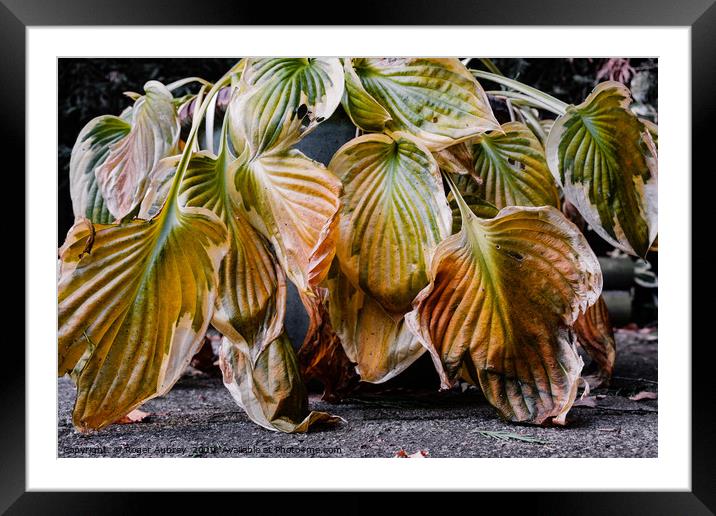 Fading Hosta Leaves Framed Mounted Print by Roger Aubrey