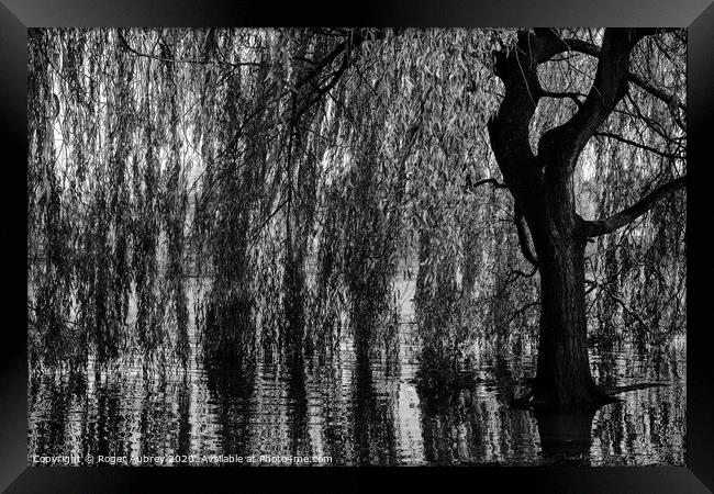 Weeping Willow Framed Print by Roger Aubrey