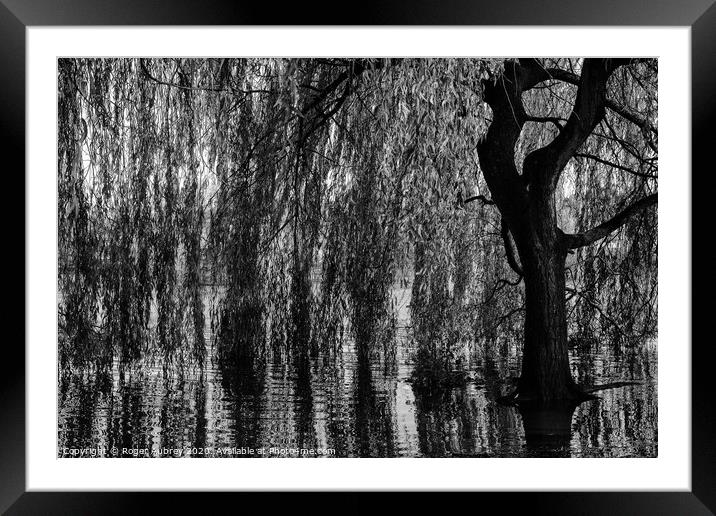Weeping Willow Framed Mounted Print by Roger Aubrey