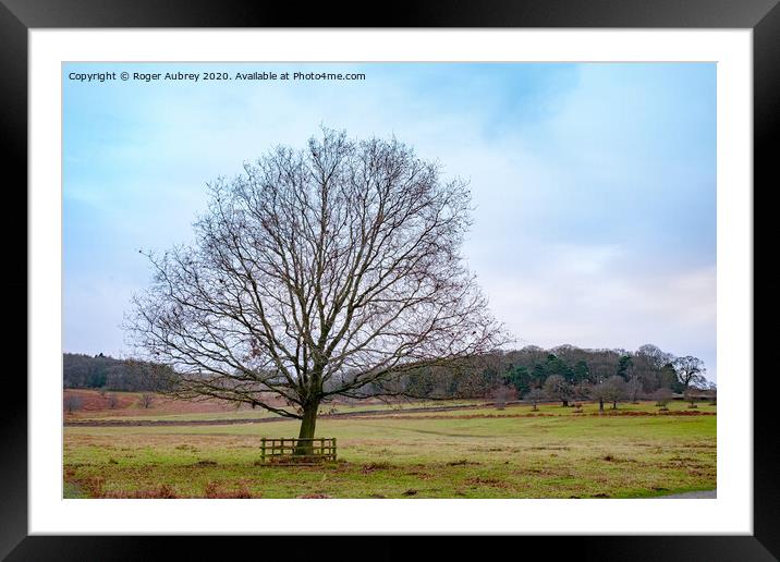 Oak Tree, Bradgate Park, Leicestershire  Framed Mounted Print by Roger Aubrey