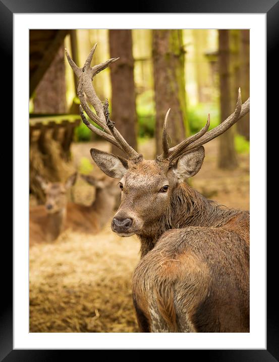 Stag deer Framed Mounted Print by Zita Stanko
