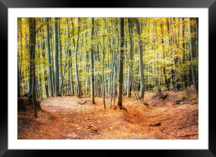 Autumn forest Framed Mounted Print by Zita Stanko