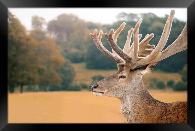Red deer Framed Print by Zita Stanko