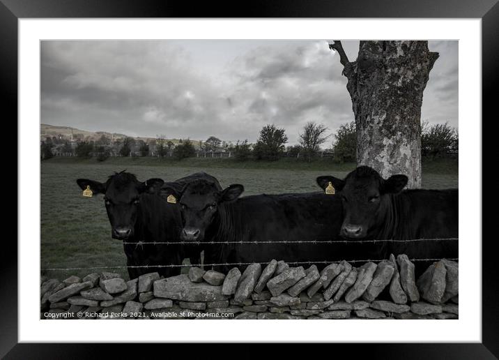Moody Cows Framed Mounted Print by Richard Perks